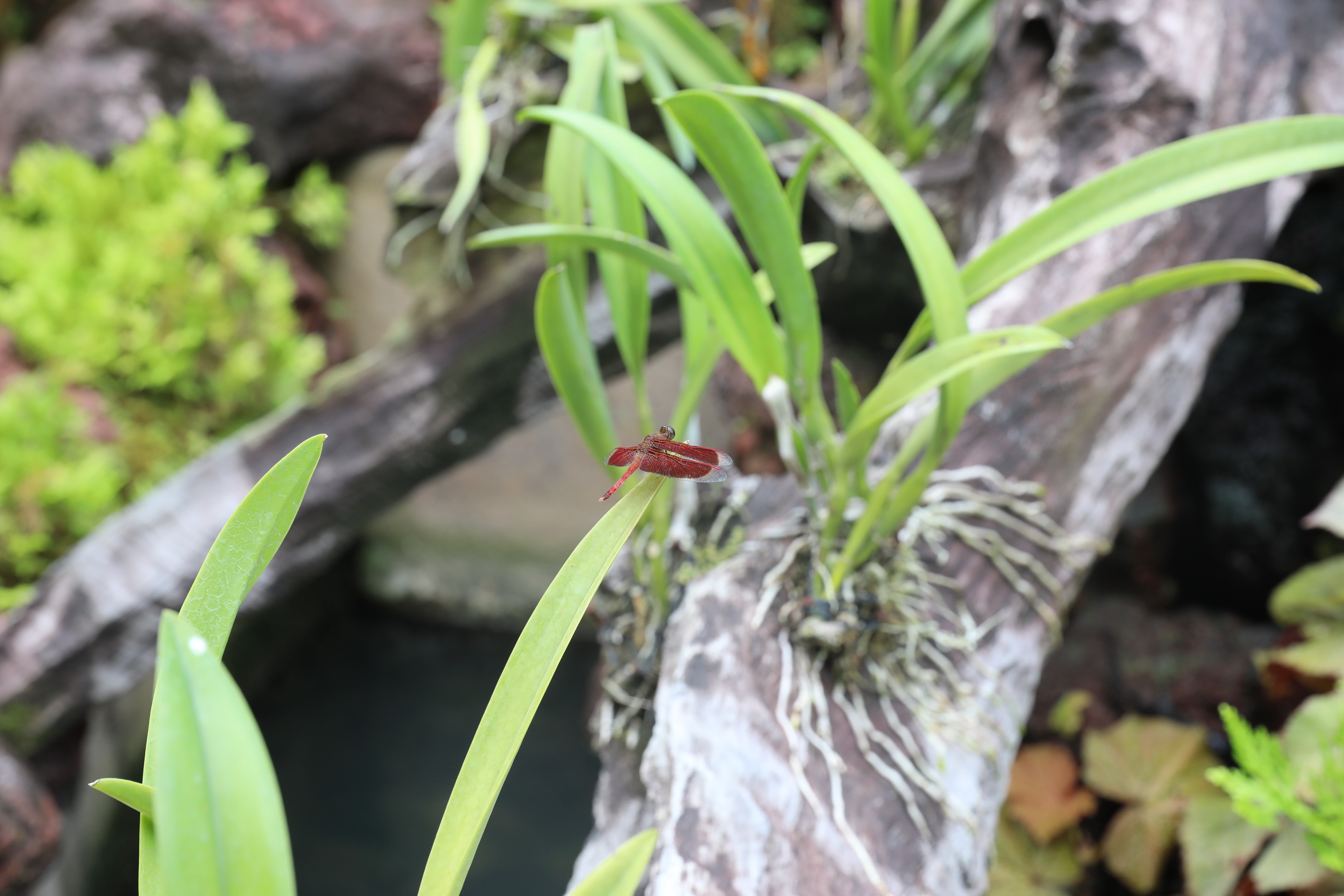 2020 02 03 13 37 47 Canon EOS 5D Mark IV 0015